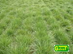 GRASS SEEDS Red clump fescue 100 kg